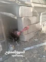  5 محمد صمادي