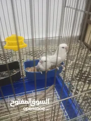  8 بسم الله ما شاء الله طيور كامل للبيع البيع كامل اقرا الوصف جيدا