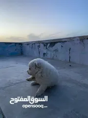  4 بومرينيان للبيع