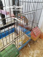  6 طيور جنة للبيع
