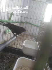  3 انثا شحرور البيع موجود بل رصيفه خلف مستشفى فيصل