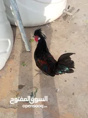  2 ديوك فرح ذيبا للبيع عدد3