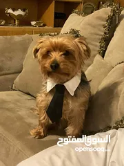  3 يوركشير ثلث سنين عمرو لطيف جد و لعوب  ذكر