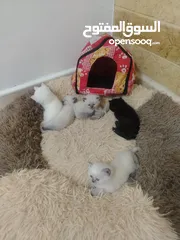  3 كتن سكوتش حبات ما شاء الله