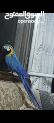  1 ببغاء مكاو Blue and Gold متكلم مواجهه اليف عجينه ثوب كامل وبجنن وافلح من ذكر الله وشوف الوصف