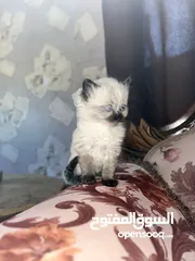  24 قطط ذكور من أصول نقيه واحد همالايا تشوكلت لونج هير بلو بوينت وواحد بريتش ريد لونج هير مقزم للجادين