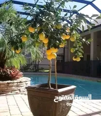  3 يتوفر جميع أنواع الاشجار  حمضيات لوزيات شجر زينه نسعد بخدمتكم