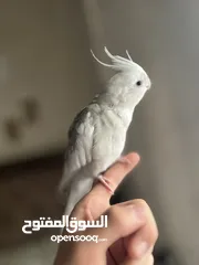  2 كوكتيل متكلم