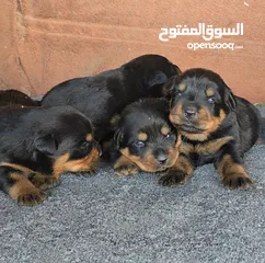  2 جراو روت وايلر جامبو حجم ضخم