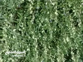  3 مزرعة مع بيت لقطة للبيع