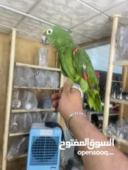  1 أليف نوع أمازوني