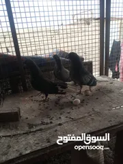  3 تور شعل للبيع