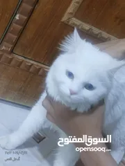  1 بزونه شيرازي للبيع