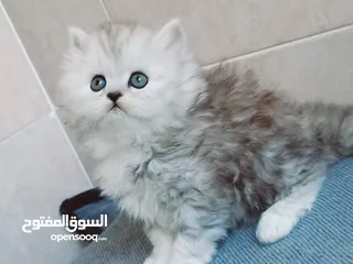  4 قطه شانشيلا بيور