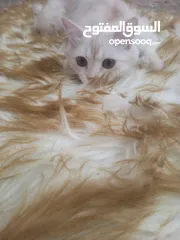  4 قط شيرازي مميز للبيع