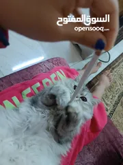  2 قطه شيرازي خمس شهور للبيع
