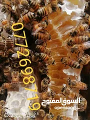  22 عسل طبيعي بلدي اصلي مضمون ومكفول 100٪؜ من مناحلنا