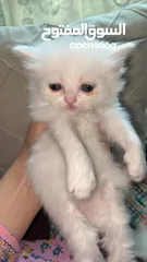  9 قطط شيرازيه، عمر 29 يوم.  Persian cats, 29 days old.