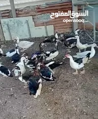  1 للبيع بط ودجاج