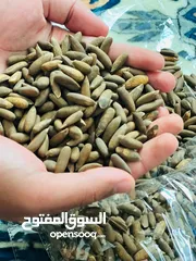  6 Pine Nuts, صنوبر، جلغوزه