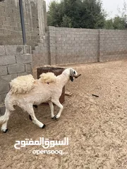  3 كبش سعي او عيد الله يبارك