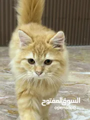  2 قط للبيع عمره اقل من سنه