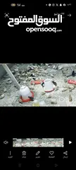  1 صوص جاج بلدي عمر 20 يوم  رن عليه ابعثلك ڤيديو