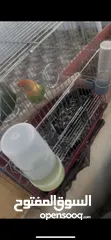  5 روز ذكر وانثى