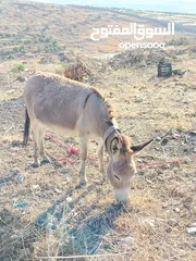  5 احماره للبيع