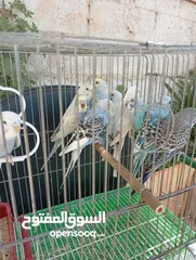  4 10 طيور حب طفرات جميله ونادرة  تبارك الله