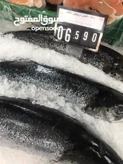  6 ‏للبيع سمك
