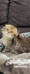  4 قطط صغيرة هاف سكوتش فولد