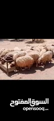  2 بسم الله وعلى بركة الله نبدأ بصلاة عل رسول الله عروضنا اليوم عن جميع دباح بلدي عقايق ونذر ولمنسابات