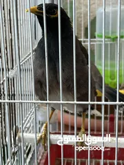  3 فحل مينا مغرد