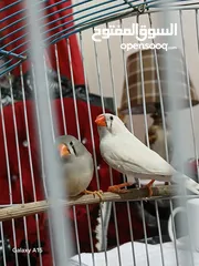  1 متاح جوز جنه شغالات ٪100