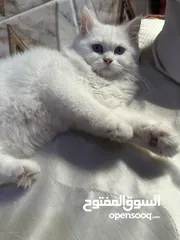  2 قط انثى للبيع العمر 3 اشهر