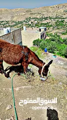  3 سوق المفتوح