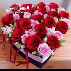  1 بدي صيصان لآحم بهدف التربيه في المنزل