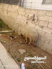  8 لحم ومقنوي سن جمع مطلوب فيه 160