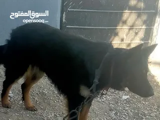  3 كلبه جيرمن للبيع