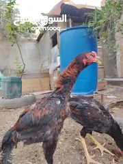  22 باكستاني، براهما، امهات لاحم فرخات عمر 3 شهور  صوص باكستاني حر  ديوك باكستاني خط أول و فرخات شغالة