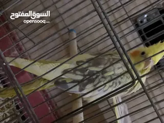  3 جوز كوكتيل نخب اول
