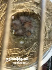  14 جوز كنار نخب تحتهم افراخ وماكينة انتاج مع قفص 3 معالف