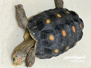  4 Sulcata tortoise