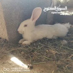  2 بيع أرانب مختلفه الاعمار