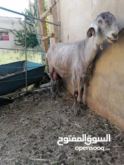  3 ماعز للبيع