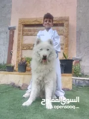  1 هاسكي بيور  ذكر