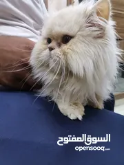  1 قط هيمالايا للبيع 60