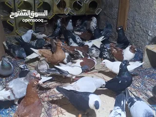  3 50 طير حمام زق وكش مشكلات فيهم جواز حلوات السعر 120