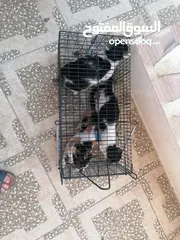  4 مصيده قطط للإيجار cat trap for rent